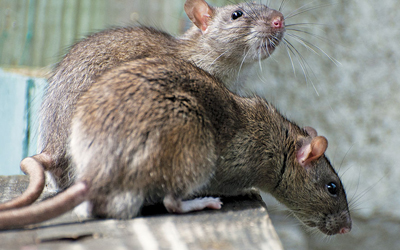 Common Fall Pests